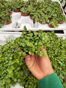 2’’ pot String of turtles Peperomia Prostrata Plant