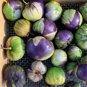 Purple Tomatillo