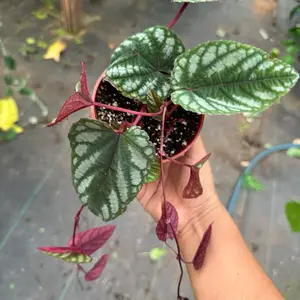 Cissus Discolor Plant 4 inch pot