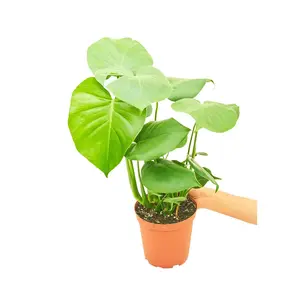Monstera Swiss Cheese Plant, Medium