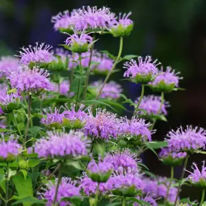 1000 Purple Bee Balm Seeds – Monarda Fistulosa Perennial Wildflower – Non-GMO Heirloom Variety, Easy to Grow, Lavender-Purple Blooms for Garden Borders & Pollinator Landscaping