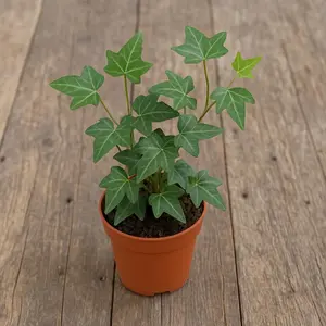 English Ivy (Hedera Helix) – Live Plant in 2 Inch Pot - Air Purifying - Adaptable to Various Conditions