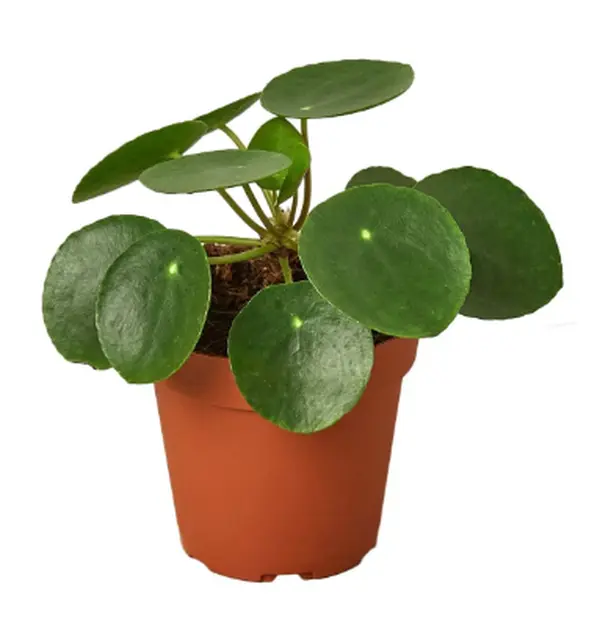 4" Pilea Peperomioides Chinese Money Plant