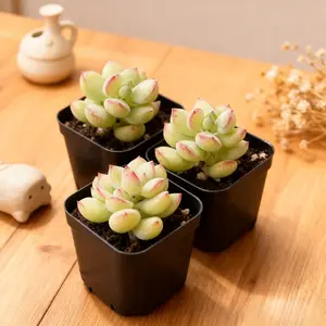 4 Inch Pot Cotyledon Pendens - Fast Growing Trailing Succulent Vine, Easy Care Hanging Basket Plant with Thick Fleshy Foliage