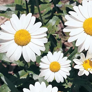 Shasta Daisy Dwarf Silver Princess Perennial Flower Seeds, Part - Full Sun