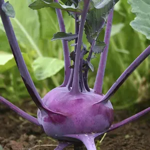 TomorrowSeeds - Purple Vienna Kohlrabi Seeds -  Non GMO German Kohl Rabi Stem Cabbage Turnip Asian Garden Vegetable Seed 2024 Season