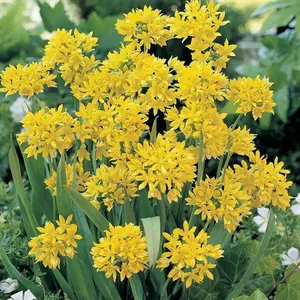 Allium Moly bulbs ,Perennial in Zones 4-8" Returns year after year