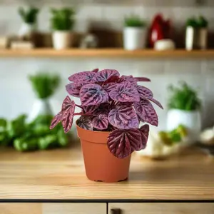 Peperomia 'Ripple Red'