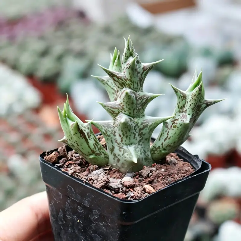 Caralluma Hesperidum Plant, Purple Dragon Stapeliad Succulent, Unique Star Flowering Succulent For Windowsill, Balcony & Succulent Collection