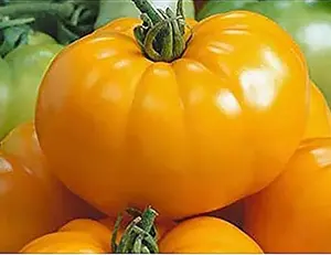 Yellow Brandywine Heirloom Tomato Seeds - Large Tomato - A Delicious Tomato for Home Growing, Non GMO - Neonicotinoid-Free.