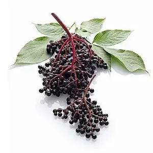 200+ American Elderberry Seeds for Planting - Fruit Seeds to Plant - Heirloom Sambucus Seeds (Non-GMO), Black