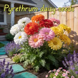 Multi Color Pyrethrum Flower Seeds 1000 Pcs, Perennial Non-GMO Natural Insect Repellent Seeds, Beginner Friendly for Home Garden Yard Outdoor Planting