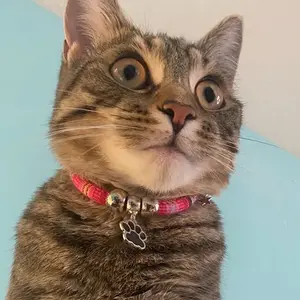 Nylon Adjustable Cat & Small Dog Collar - Nylon Pet Necklace with Colorful Paw Print Pendant, Ethnic Design Durable Pet Accessory for Daily Use, Parties, Birthday Gifts, Christmas Or Travel - Stylish & Secure for Puppy, Kitten School Supplies Papeleria