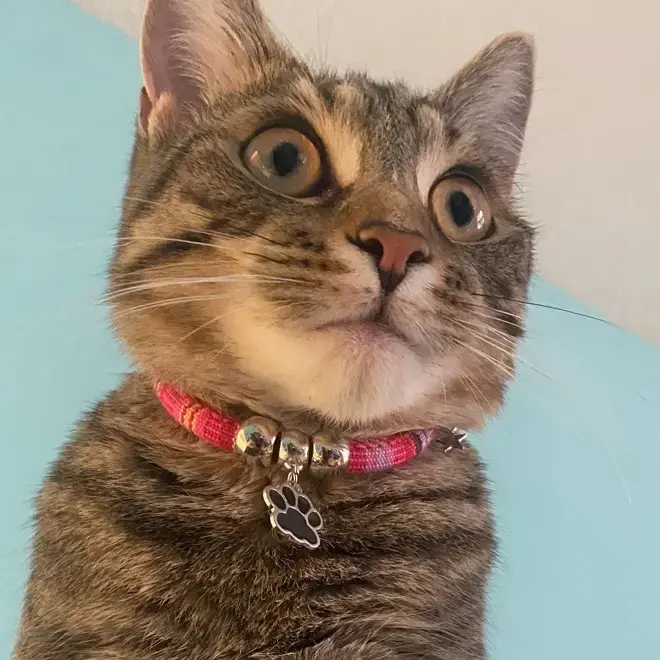 Nylon Adjustable Cat & Small Dog Collar - Nylon Pet Necklace with Colorful Paw Print Pendant, Ethnic Design Durable Pet Accessory for Daily Use, Parties, Birthday Gifts, Christmas Or Travel - Stylish & Secure for Puppy, Kitten School Supplies Papeleria