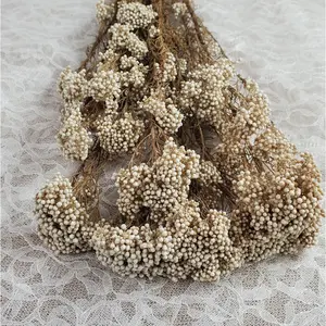 Beige Preserved rice flower, flowers for bouquets, wedding flowers, filler, dried flowers  arrangements, Wedding decor, 19"-20"tall,