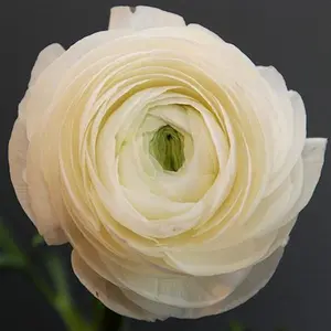 (10) Amandine Cream Ranunculus Corms