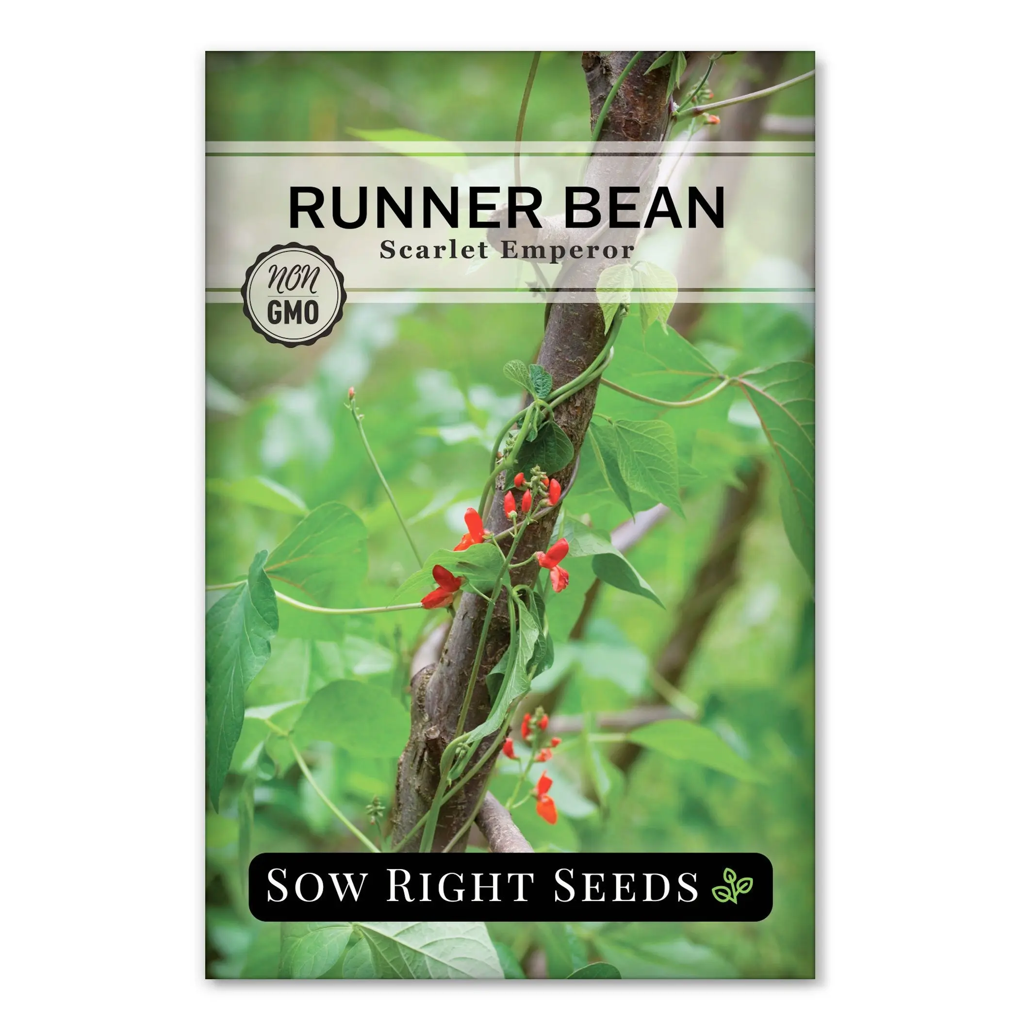 Scarlet Emperor Runner Bean Seeds