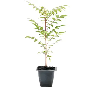 Dormant Chinese Pistache Tree Saplings (Pistacia Chinensis) in 2.5" Nursery Cubes
