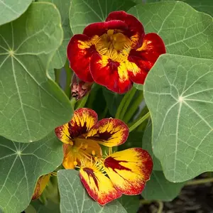 Nasturtium Flowering Plant Seeds, Orchid Flame, Pack of 25 Seeds
