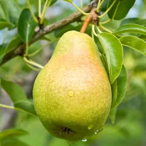 Bartlett Pear Seedlings