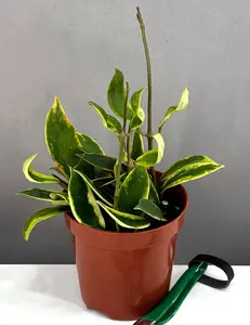 Hoya Diversifolia Albomarginata
