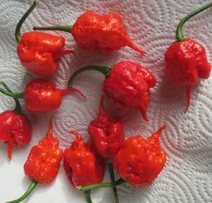 Lot of 3 (75+ DAYS OLD) CAROLINA REAPER Super Hot Pepper LIVE PLANT