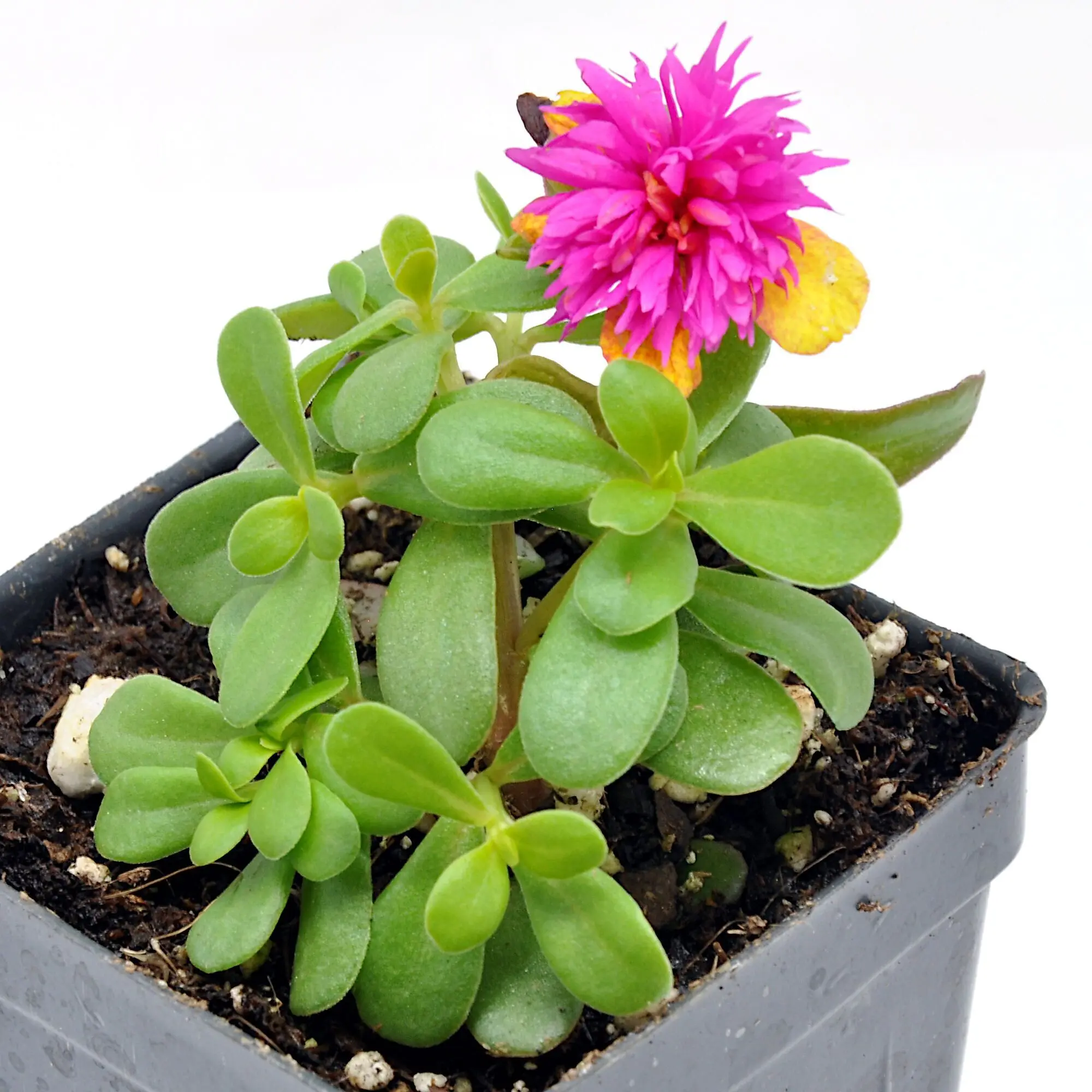Portulaca oleracea Seaglass, Double Dragonfruit, Purslane Flowering Plant