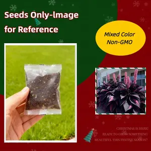 800Pcs Exotic Seeds | Hardy Perennial for Shade Gardens & Ground Cover