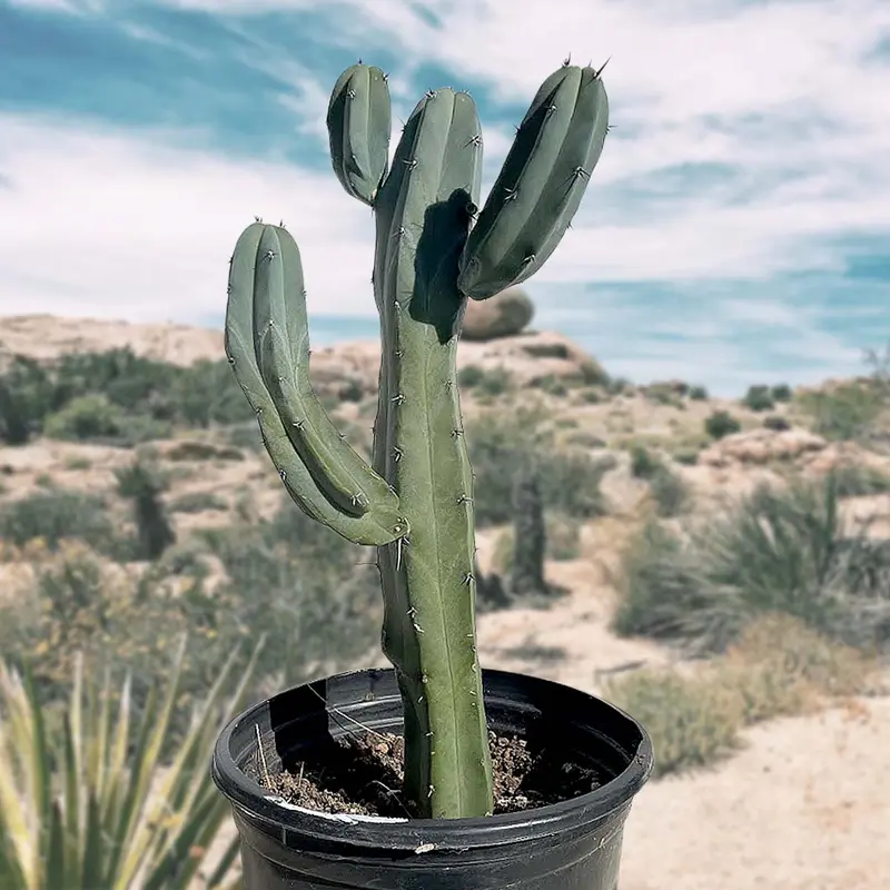 san pedro cactus Trichocereus pachanoi 'Seed-Grown' --San Pedro Cactus-- main image 0