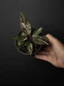 Philodendron Pink Princess 'Marble' - 4" Pots