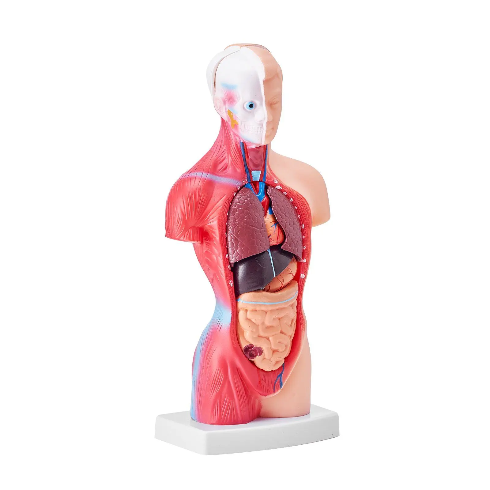 VEVOR Human Body Model, 15 Parts 11 inch, Human Torso Anatomy Model Anatomical Skeleton Model with Removable Organs, Educational Teaching Tool for Students Science Learning School Education Display