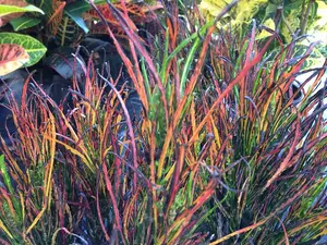 RARE LIVE PLANT 2ft Codiaeum variegatum - Picasso’s Paintbrush croton Colorful Decor Decorative