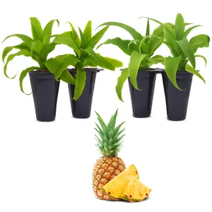 Pineapple plant. Set of 4 starter live plants