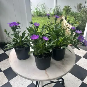 Honeysong Purple Stokes Aster - In Bloom!
