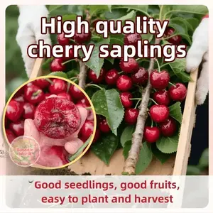 Cherry seedlings, self-pollinating dwarf fruit trees | Fast growth, high yield, sweet fruit juice, suitable for planting in gardens, balconies or pots; produce sweet cherries | Ideal for novice gardeners