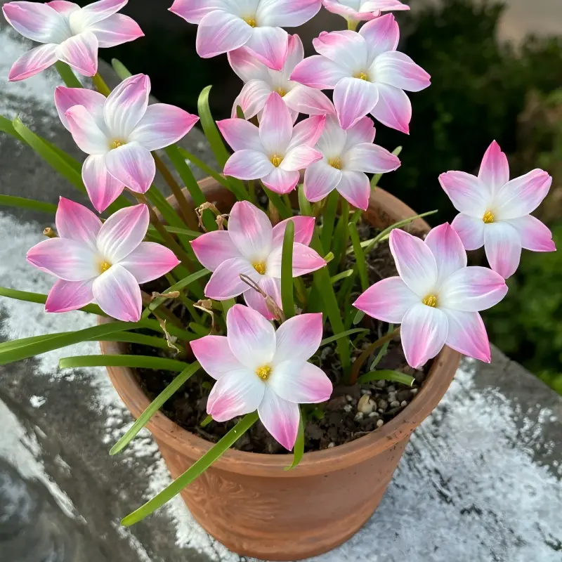 Rain Lily Zephyranthes Bulbs, Vigorous-Blooming, Novice-Friendly Flower Bulbs for Home Garden Planting