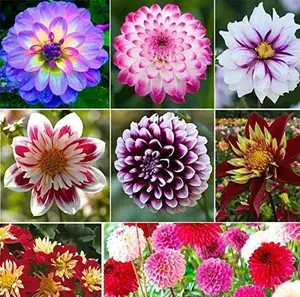 200+ Rare Mixed Dahlia Pompon Flower Seeds (Variabilis) – Non-GMO Annual Seeds for Garden & Potted Displays