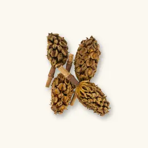 Natural Southern Magnolia Pods (1c/4c) by Betta Botanicals for Shrimp Tanks & Blackwater Aquariums