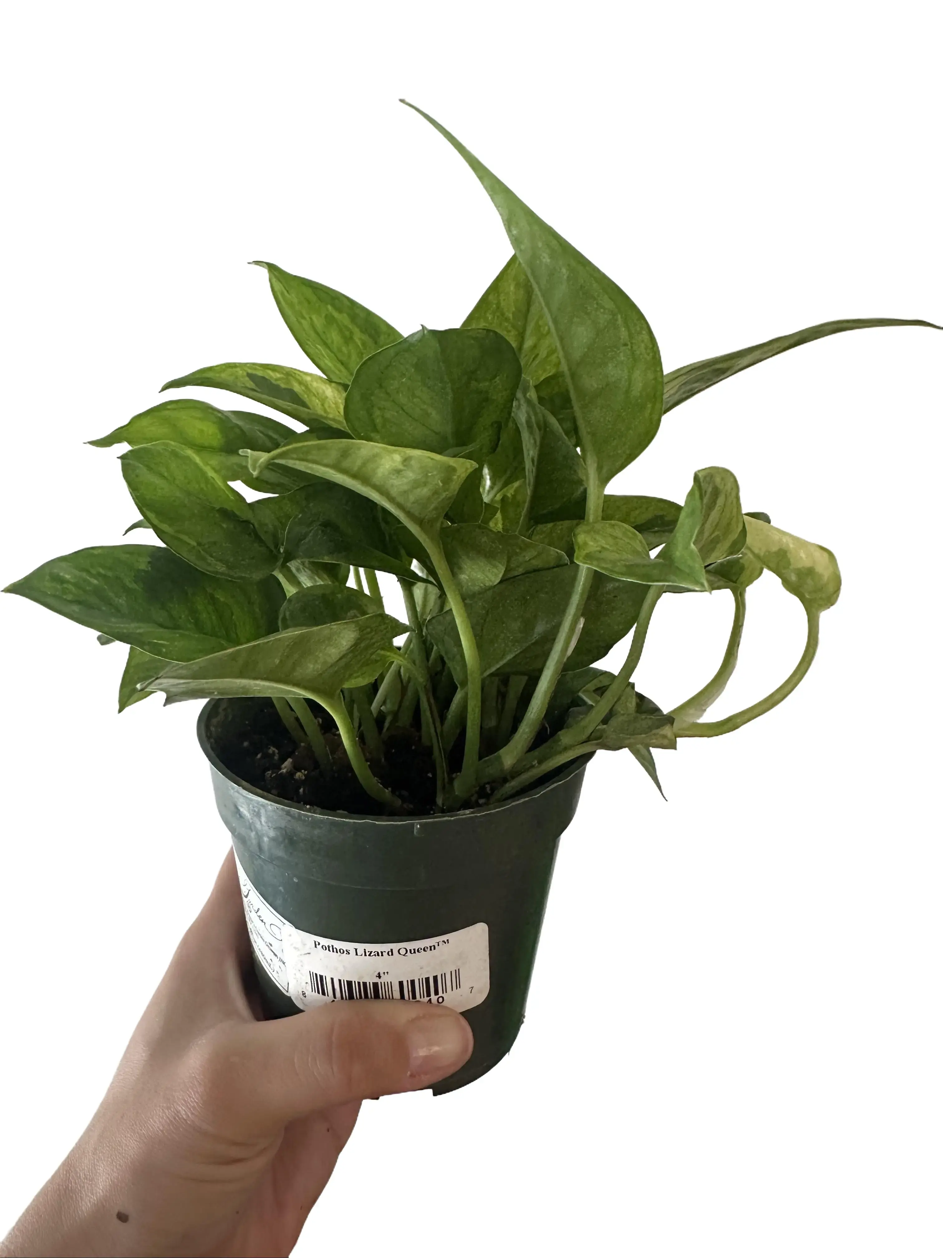 Pothos Lizard Queen 4" Live Houseplant - Easy Care Epipremnum - Fast Growing Plant