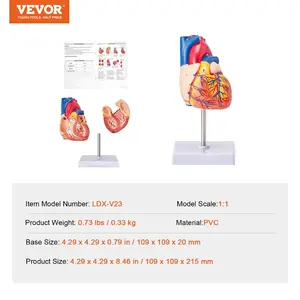 VEVOR Human Heart Model, 2-Part 1: 1 Life Size, Anatomically Accurate Numbered Anatomical Heart Model with Anatomically Correct Structures, Magnetic Design, Held Together on Display Base for LearningVEVOR Super Brand Day