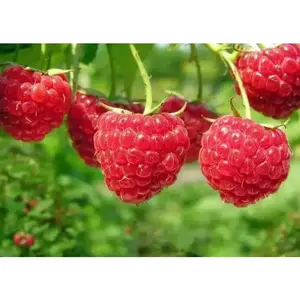 Raspberries RED Raspberry Seeds , perennial Fruit VINE