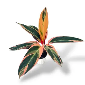 Triostar Stromanthe, Vibrant House Plant, 4 Inch