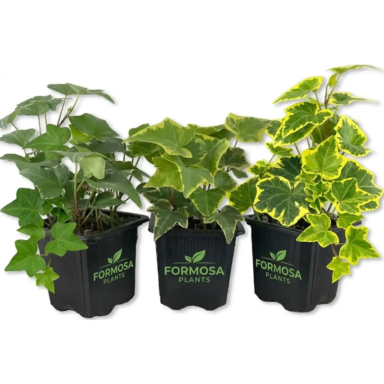 English Ivy Variety 3 Pack- 3 Live Plants in 3 Inch Pots - Clean Air Variegated, Golden, Green Indoor Air Purifying Houseplants - Hedera Helix