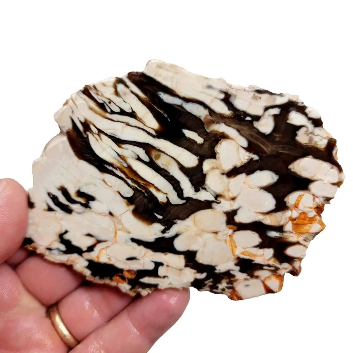 Fossil Peanut Wood Petrified Wood Slab!  Lapidary Stone Slab!
