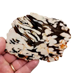 Fossil Peanut Wood Petrified Wood Slab!  Lapidary Stone Slab!
