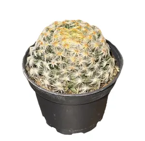 Mini Cactus in Growers Pot 2" (Mammilaria spp.)