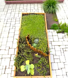 Drought Resistant Succulent Lawn Set – Live Coral Sedum, Pink Ice Plant & Blue Carpet Mix, Low-Maintenance Garden Ground Cover Starter Plants