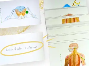 Spinal Cord, Autonomic and Somatic Reflexes, and Peripheral nerves Anatomy Flashcards