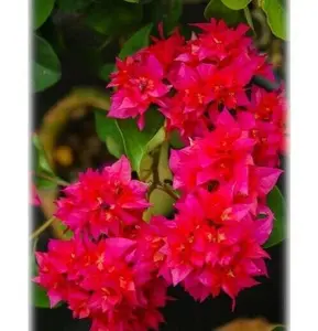 Red Bougainvillea starter-Double Red - Live Rare Bougainvillea starter Plant ship in pot