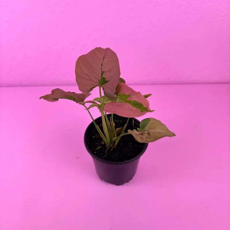 Syngonium Pink Lava 4” | Pink Beauty Syngonium | Colorful Houseplant